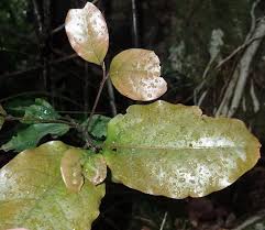 Image result for Ocotea bullata