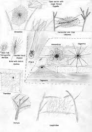 Australian Spider Identification Location Chart