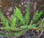 Image result for Anemiaceae