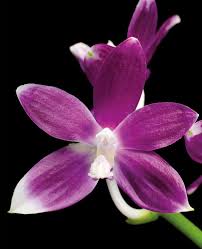 Image result for Rhipidoglossum burttii