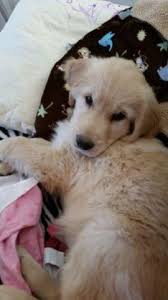 Maybe you would like to learn more about one of these? Akc Golden Retriever For Sale In Denver Colorado Classified Americanlisted Com