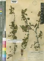 Image result for Albizia petersiana