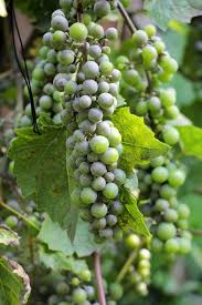 Image result for Uncinula necator