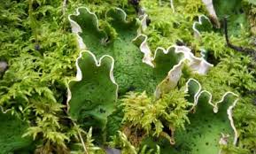 Image result for Pseudomonas syringae