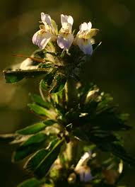 Image result for Hygrophila schulli