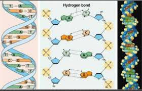 Pohon mangga dapat mencapai usia hingga 100 tahun lebih. Gambar Struktur Dna Yang Terdiri Dari 3 Nukleotida Yaitu Atg