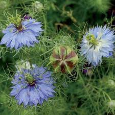 Love In A Mist Miss Jekyll Flower Seeds Flowers Periwinkle Blue Flower