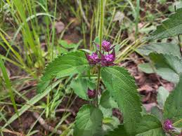 Image result for Lantana ukambensis