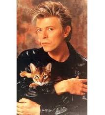 David Bowie A Cat Cats Cat People Men With Cats