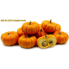 Tis the season for pumpkin spiced everything! Pumpkin Jack Be Little Seeds Ø§Ù„Ø³Ø¹Ø± 2 00