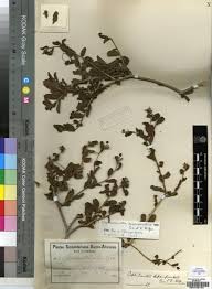 Image result for Cephalocroton mollis