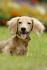 5 Best Small Miniature Dog Breeds | PetHelpful