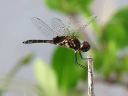 Image result for Rutidea orientalis