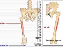 An online exploration of human anatomy and physiology. Mss Anatomy From Getbodysmart 7 Flashcards Quizlet