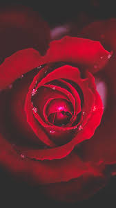 We did not find results for: Fonds D Ecran Rose Rouge Gros Plan Rosee Fond Noir 3840x2160 Uhd 4k Image