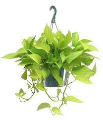 Flowers By Guenthers La Crosse Florist Onalaska Florist Flower Delivery Holmen Florist West Salem Florist Neon Pothos Vertical Garden Plants Plants