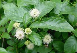 Image result for Caucanthus auriculatus
