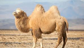 A camel stands from 1.8 to just over 2 metres tall at the shoulders, and weighs from 250 to 680 kilograms. How Do Living Things Adapt To The Desert Environment In U A E By Zahra Hamidi Medium