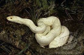 Albino Northern Pine Snake Pituophis M Melanoleucus Pine Barrens Nj Stock Photo 4179 38737 Pine Snake Snake Stock Photos