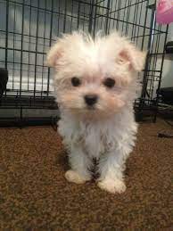 She eats 1 a day and lets you touch her puppies, but she has to watch you she don't bite. Maltese Mix Puppy Related Pictures Chihuahua Maltese Mix Puppies Mojo Chihuahua Mix Puppies Cute Cats And Dogs Poodle Mix Puppies