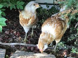 We did not find results for: Need 11 Week Old Chicken Sexing Assistance Backyardherds Goats Horses Sheep Pigs More