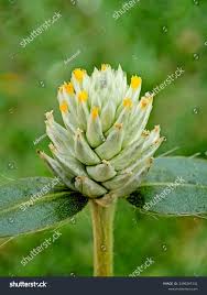 Image result for Gomphrena celosioides