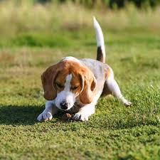 Maybe you would like to learn more about one of these? Are Walnuts Safe For Dogs