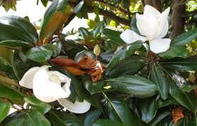 It could be the biggest and one of the oldest southern magnolia trees in north carolina. Know Your Trees Magnolias The Georgetown Metropolitan