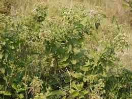 Image result for Pluchea ovalis