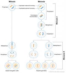 Cells present in all multicellular organisms, incl. Cell Division Veterinary Histology