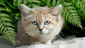 ‪Sand Cat Facts | Big Cat Rescue | Wild cats in the wild: Our mission, their  future.‬‏
