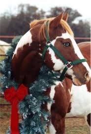Christmas Horse Pictures Want To Take This Picture With Tulie Christmas Horses American Paint Horse Horses