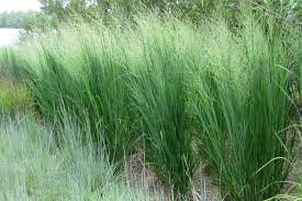 Image result for Panicum repentellum
