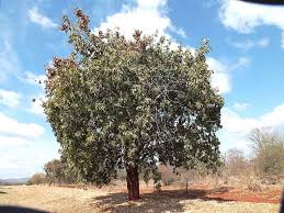Image result for Combretum engleri