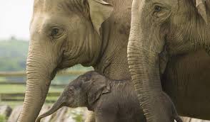 Zsl whipsnade zoois the uk's largest zoo and one of europe's largest. Qywjpx2ddp5qlm