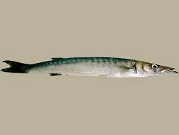 Последние твиты от barracuda fx (@barracudafx). Europaischer Barrakuda Sphyraena Sphyraena Fischlexikon