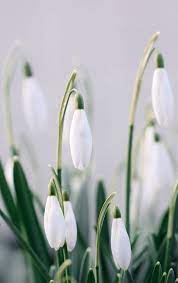 Snowdrop Flower Meaning Best Flower Wallpaper