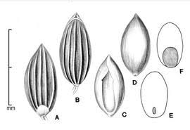 Image result for Digitaria abyssinica