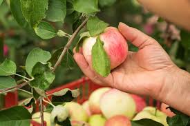 The fruit picking season in australia can regularly contrast because of changes in climate examples and temperatures. 5 Tips To Find Australia S Best Farm Jobs Australianfarmers