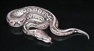 Axanthic Black Pewter Ball Python Cinnamon Black Pastel And Axanthic Ball Python Morphs Ball Python Python