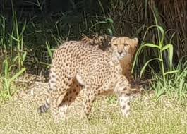 34 clínicas dentales de fuerteventura, gran canaria y lanzarote ofrecen revisiones gratuitas a embarazadas. Gepard Aus Oasis Park Fuerteventura Ausgebrochen Und Wieder Zuruckgekehrt