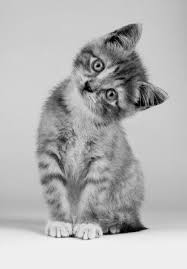 Pin By Jo Allen On Pets Kitten Drawing Pretty Cats Kittens Cutest