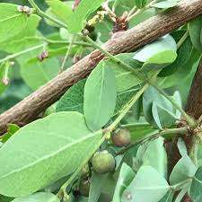 Image result for Phyllanthus reticulatus