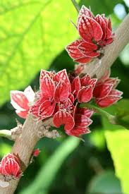 Chinese Lantern Hibiscus Goethea Strictiflora Chinese Lanterns Planting Flowers Plant Projects