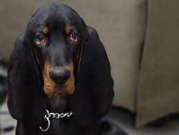 Black And Tan Bloodhound Coonhound Zeek A Boo Dog Hotel Dogs Hound Dog