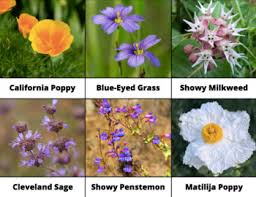 Her great passion has been the native plants of california, which make up a significant portion of the landscape palette of her office's work. Southern California Native Flowers 3 Part Cards Montessori Tpt