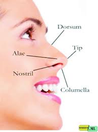 Nasal cavity the cavity on either side of the nasal septum, extending from the nares to the pharynx, and lying between the floor of the cranium and the roof of the mouth. Domain Biologi Nose Section And Function Complete