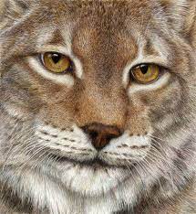 Pat Erickson Watercolor And Prismacolor Pencils This Is Beautiful Hard To Believe It Is Not A Photograph Cat Art Color Pencil Drawing Animal Art