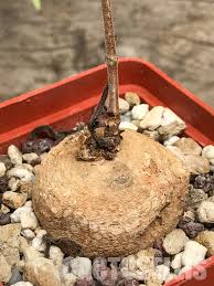 Image result for Raphionacme lanceolata