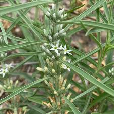 Image result for Congolanthus